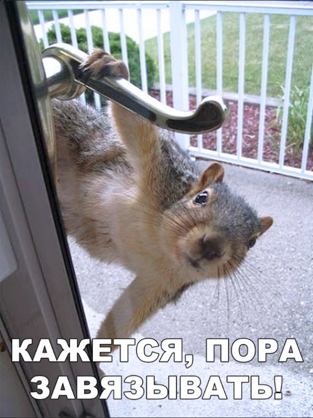 Милые животные. Мимиметр сломался