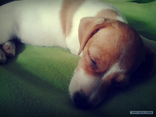 Собакочетверг 12.07.2012