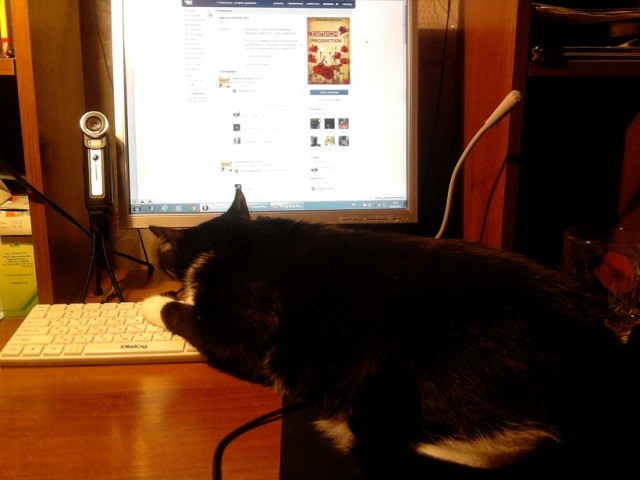 Котовторник 07.08.2012