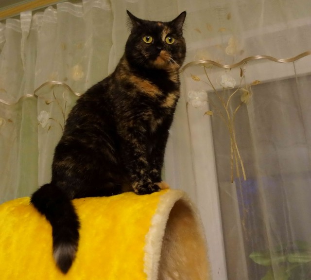 Трехцветное счастье