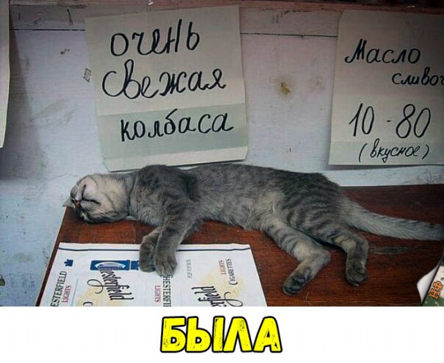 Забавные фото котеек