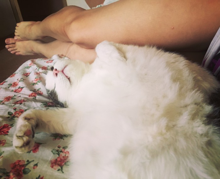 Кошки, которые заснули в самых невообразимых позах