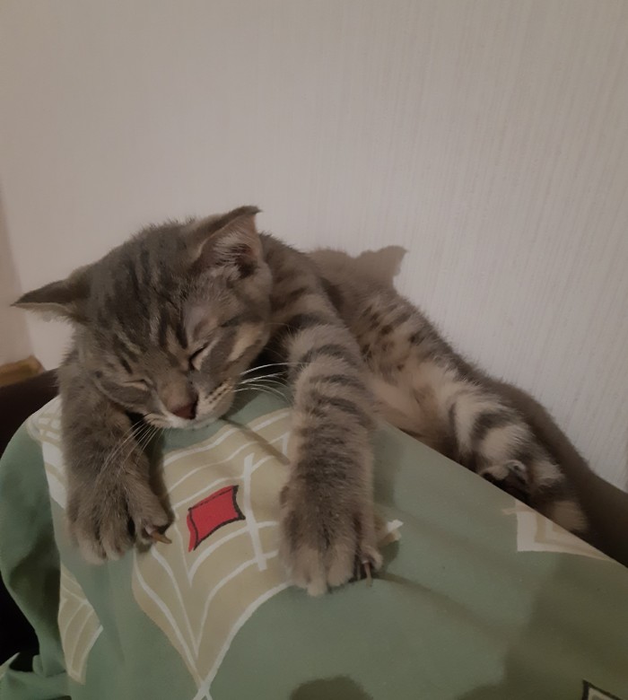Просто мой кот