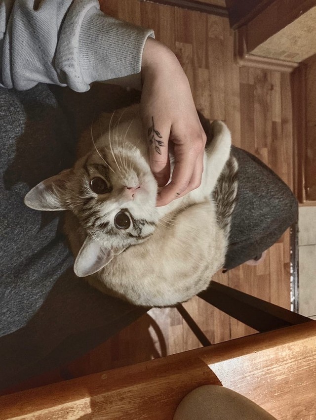 Коты из сети