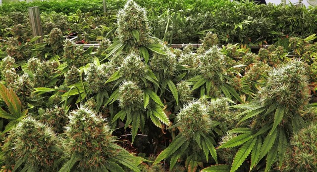Экологи выступили за легальное использование марихуаны