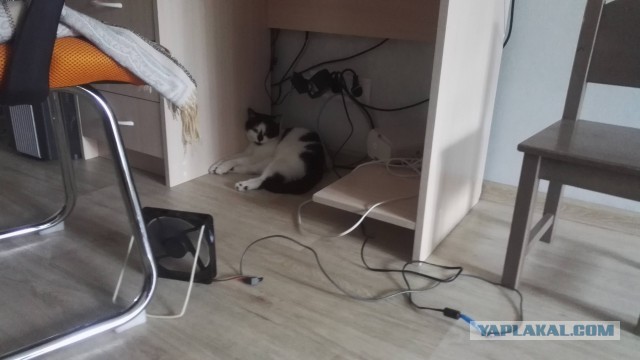 Как помочь бедному кошу, страдающему от жары?