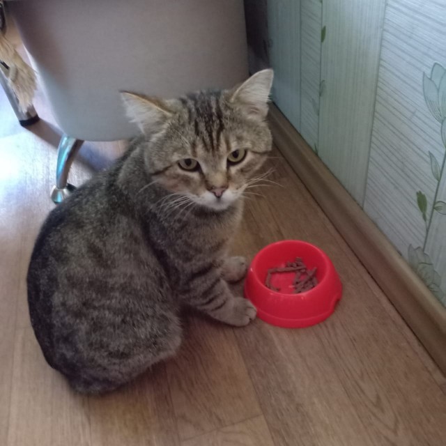 Эти забавные животные
