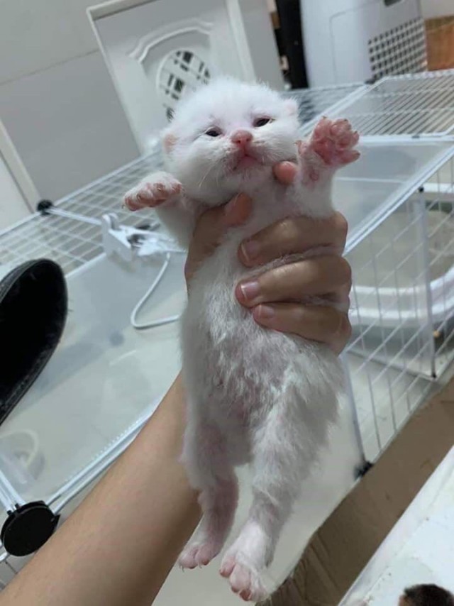 Эти забавные животные
