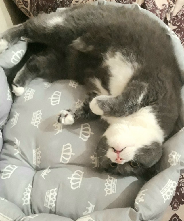 Котаны со странностями