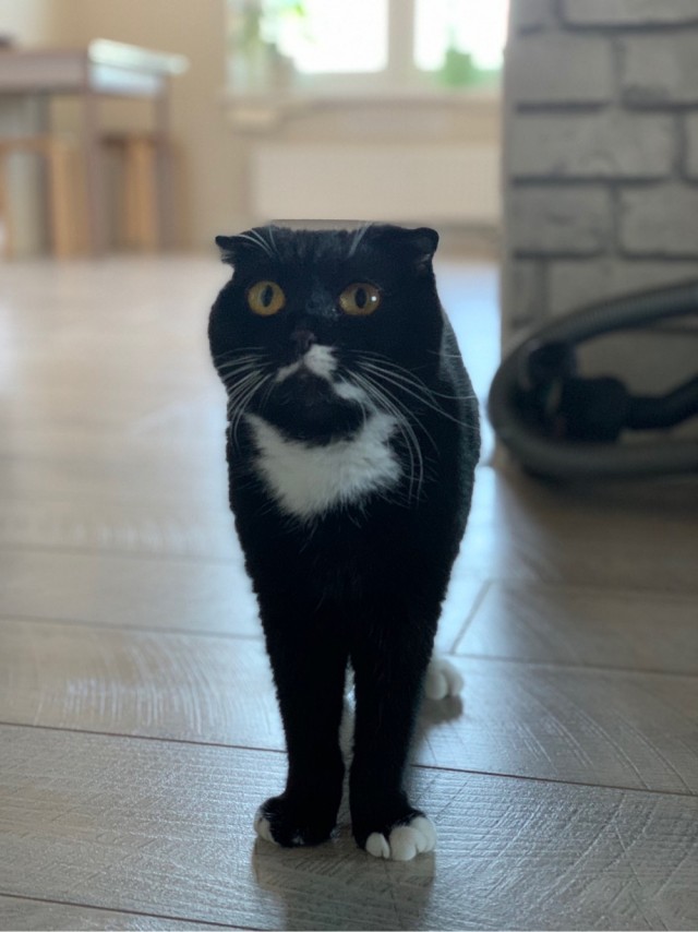 Котовторнику быть!