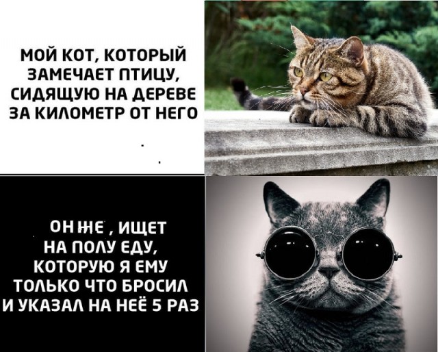 Картинки с котами и про котов