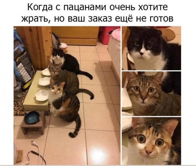 Картинки и мемы для настроения