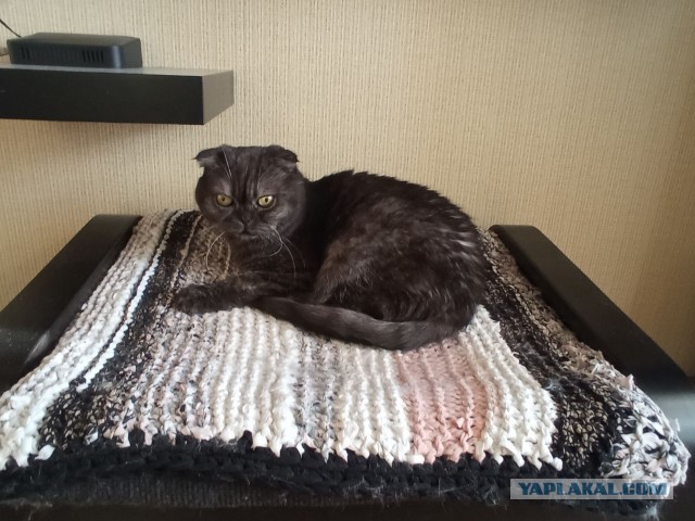 Солнце котовторника уже встало, Господа!