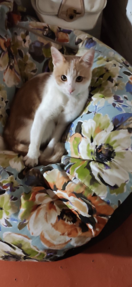 Новая хозяйка (к котовторнику)