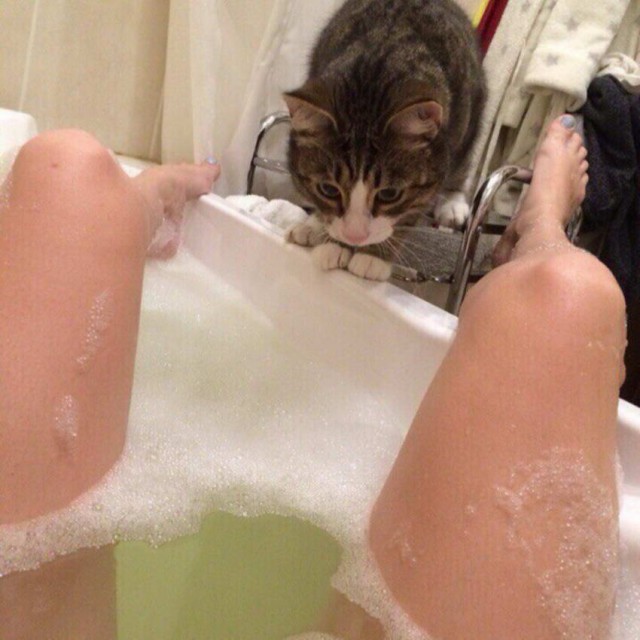 Коты, которые чихать хотели на ваше личное пространство