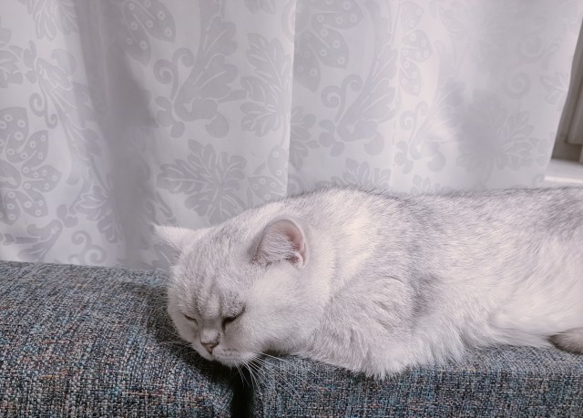 Котовторник. Буська