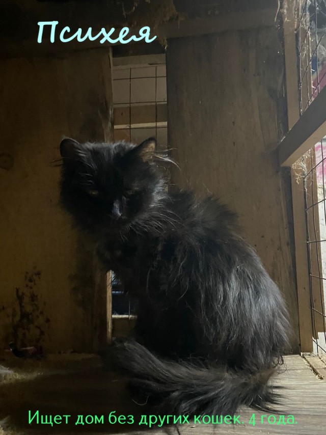 Жизнь домашнего приюта "Котоленд" 322
