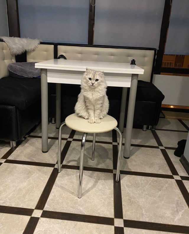 Ну, поехали в котоввторник!