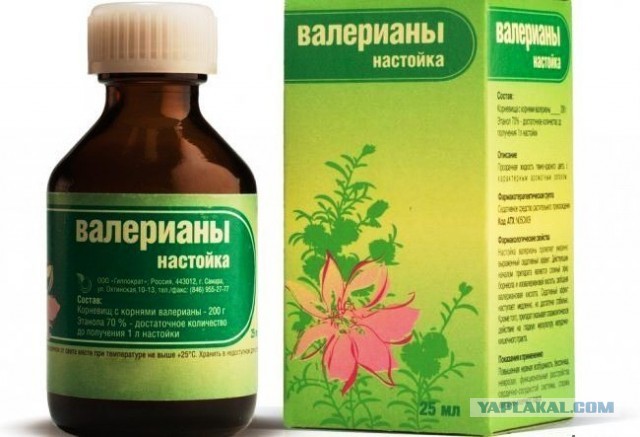 Кошачья наркомания