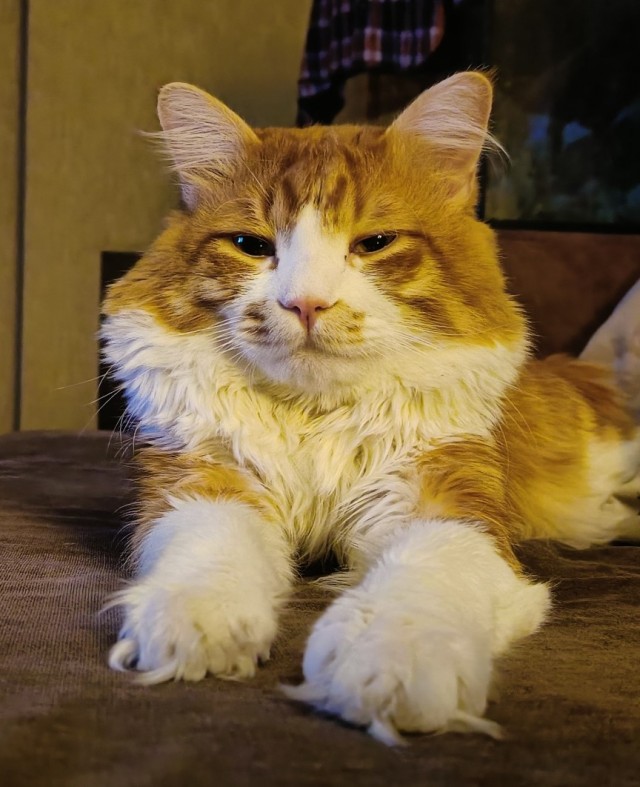 К котовторнику