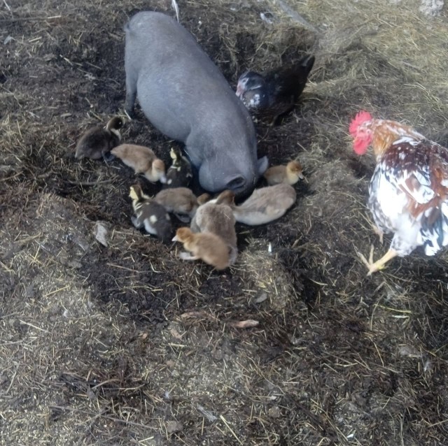 Вьетнамская вислобрюхая свинья. Мясо, или жир?⁠⁠