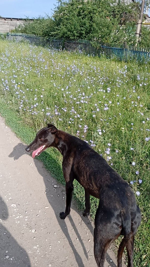 Веселая ферма. Понго - лучшая собака с нелегкой судьбой