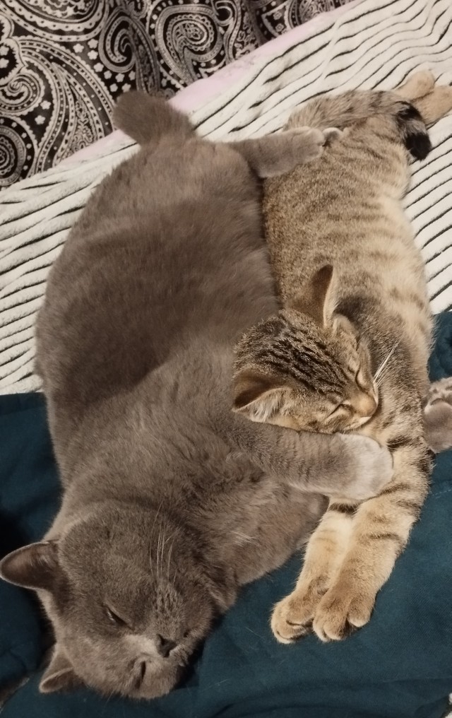 Бездонное брюхо