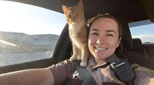 В США сотрудница полиции спасла бездомного кота на трассе