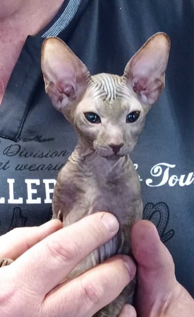 Заболел кот