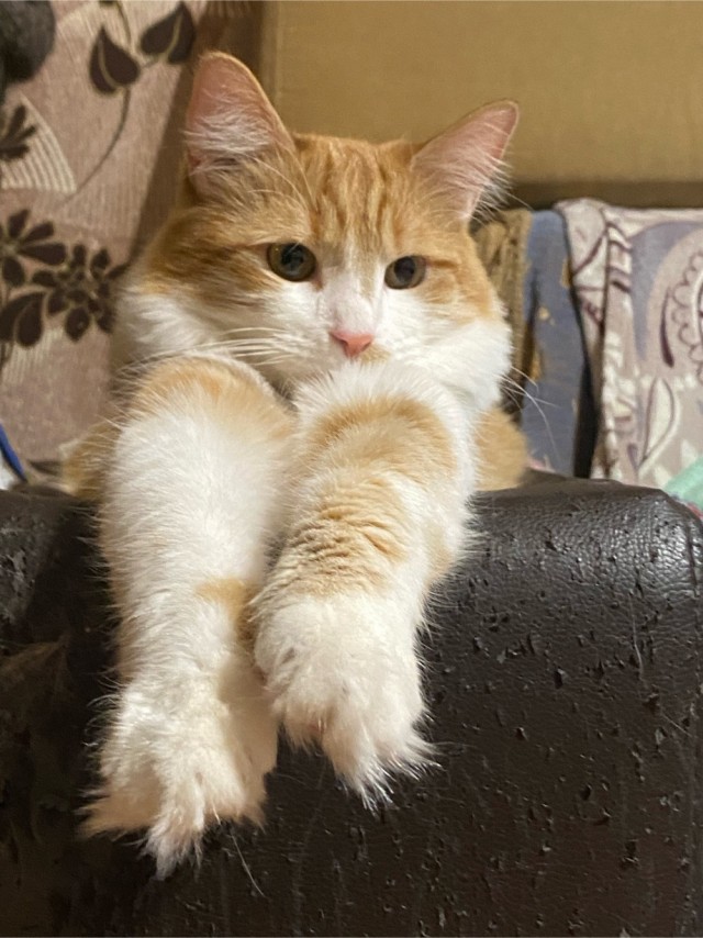 Котовторник!