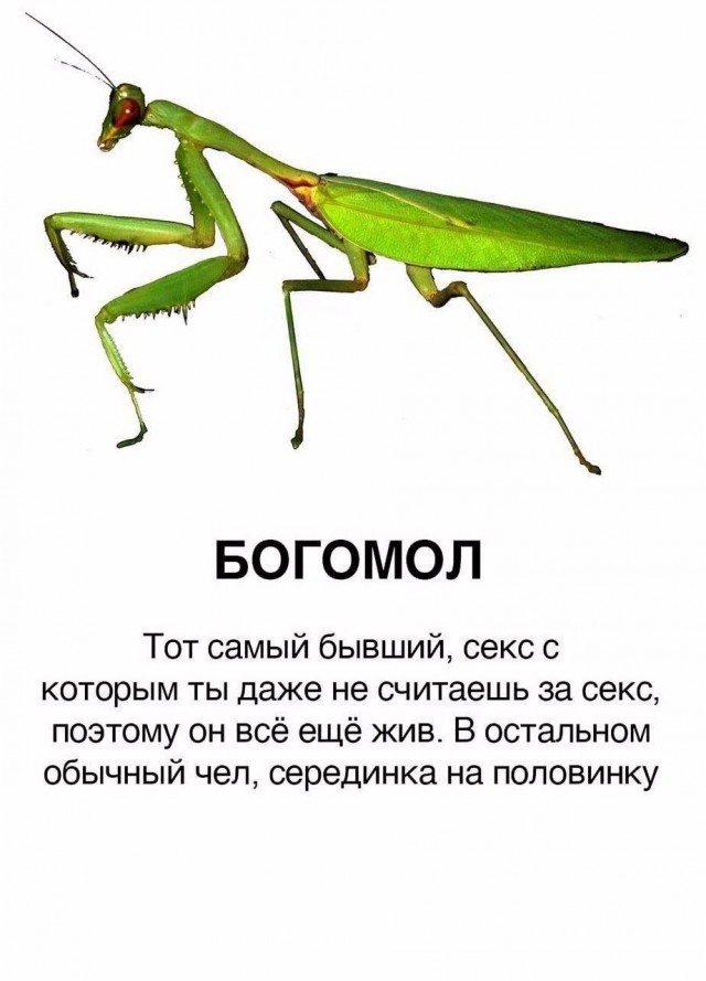 Юмор в картинках и без