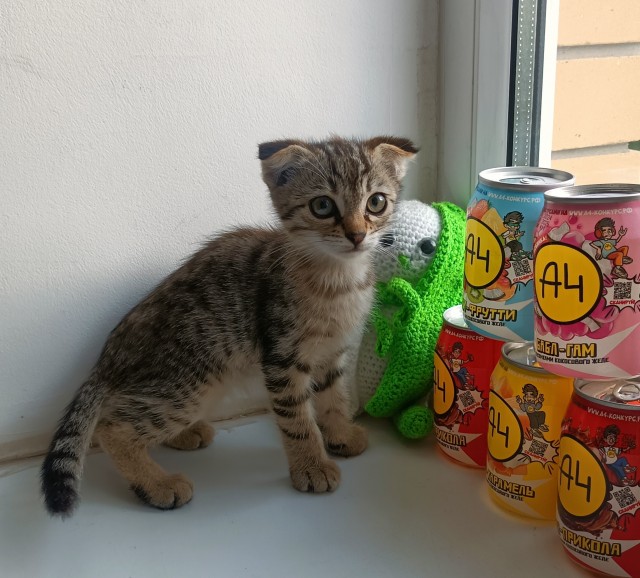 Жизнь с котом в одной картинке