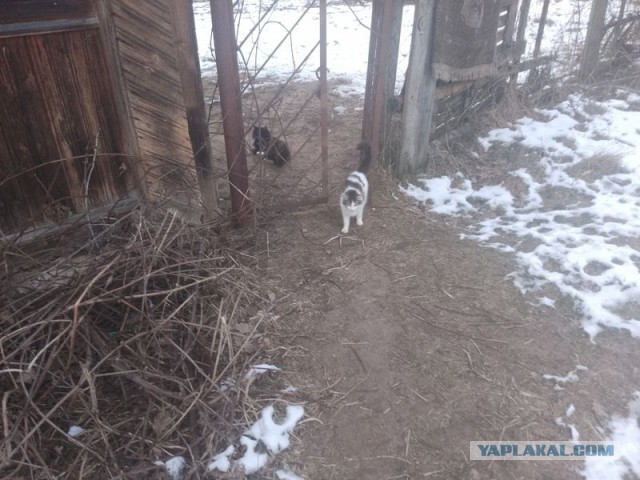 Жизнь домашнего приюта для котеек 532