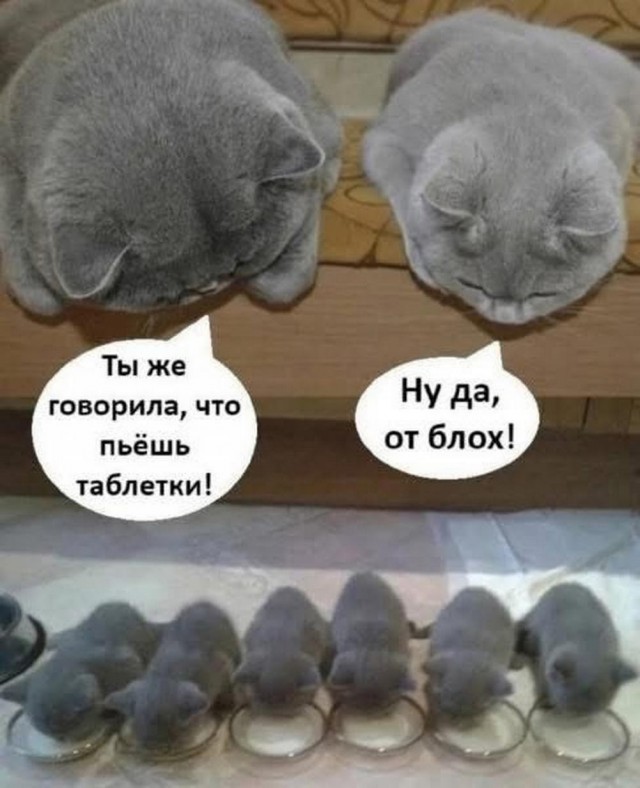 Картинки, своеобразного юмора