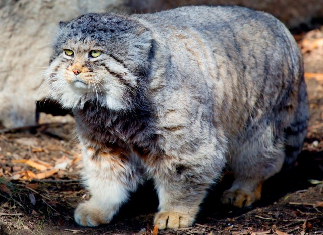Откуда взялись кошки?