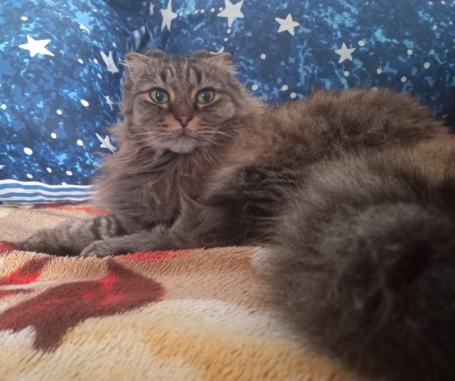 К котовторнику
