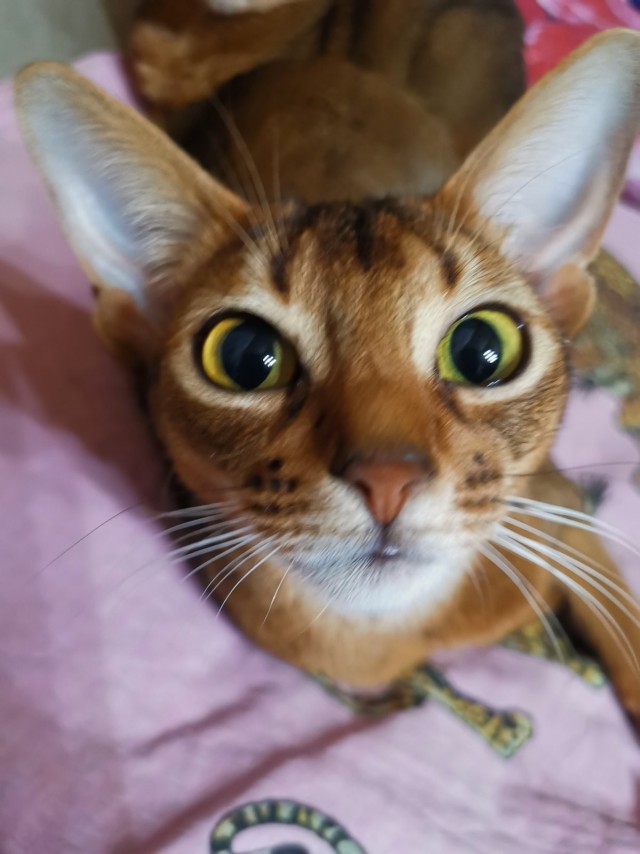 Привет, котовторник.