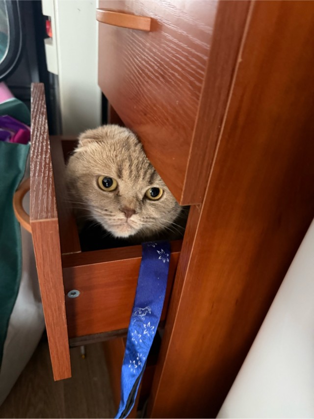 А котовторник уже пришёл?