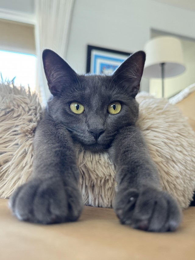Рандомных фото котов тред