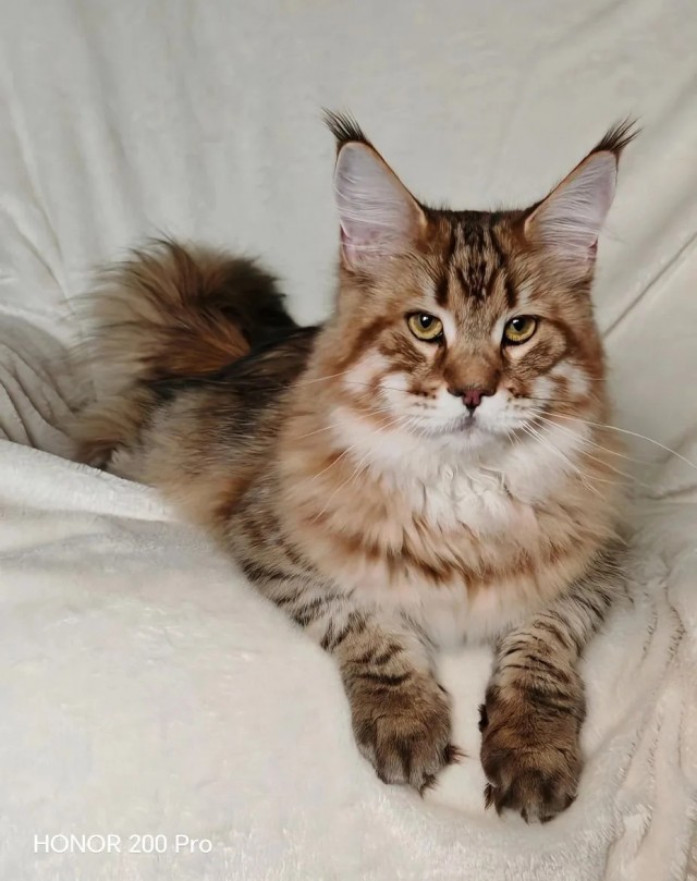 Котовторник 24.02