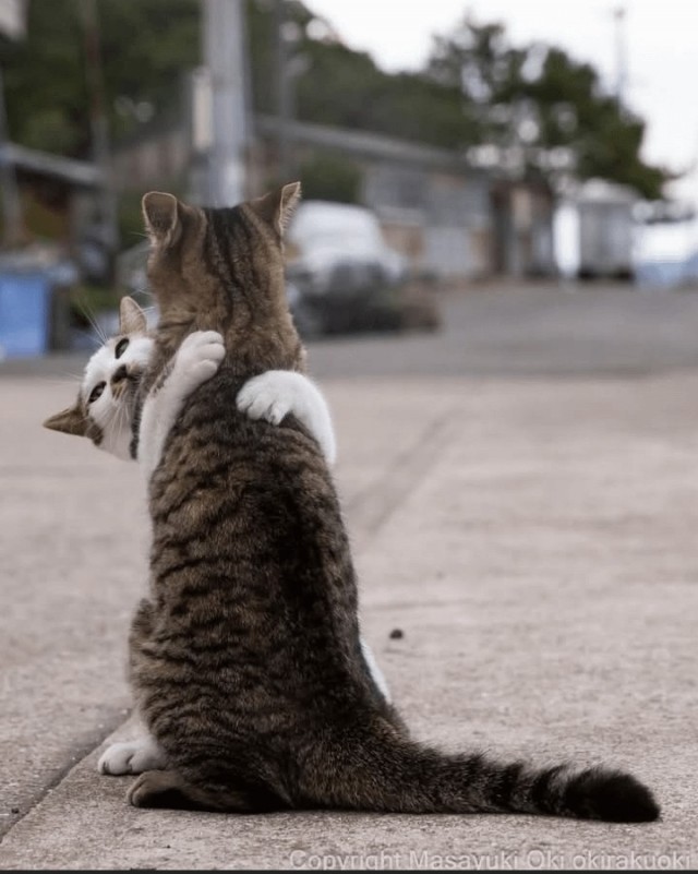 Котиков много не бывает))) отдохните от суетного мира