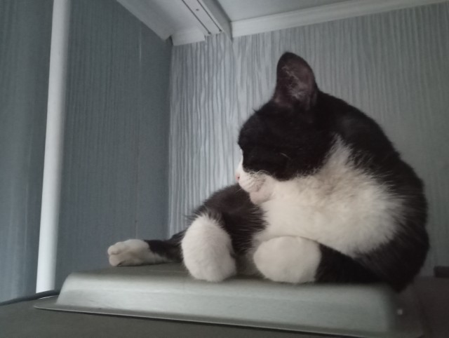 Объяснительная коту