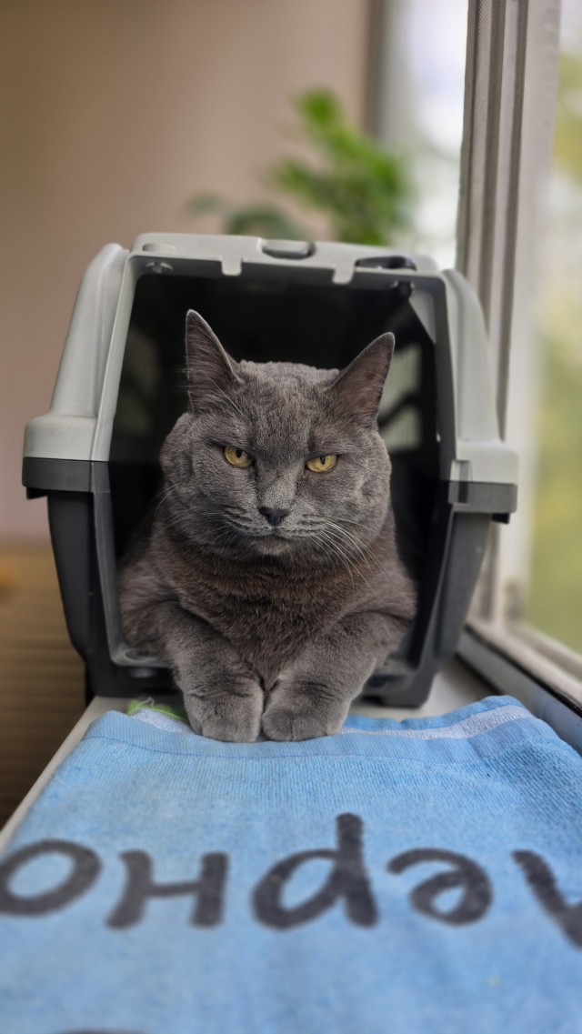 Продолжаем котовторник