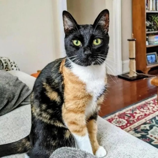 Котеек необычных псто