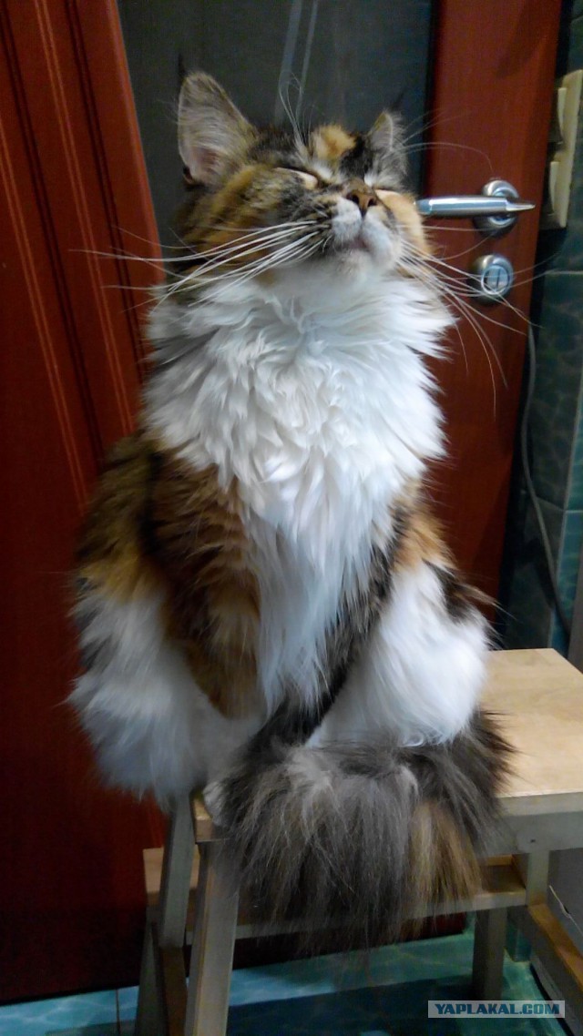 Котовторник   31.12.  2013