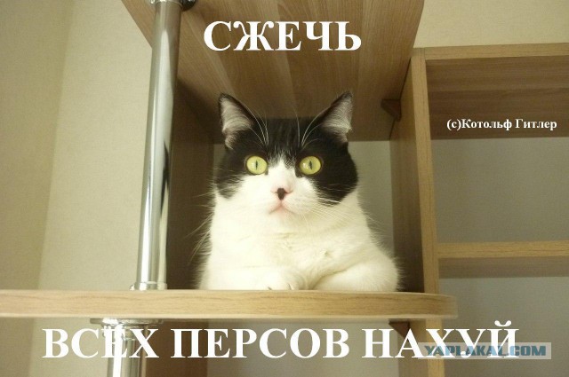 Смешные комментарии из социальных сетей #2