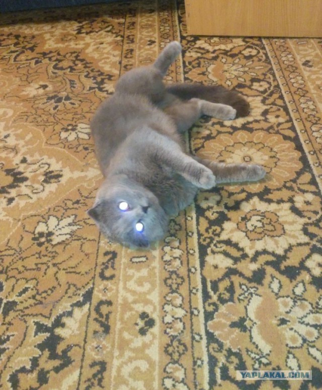 Котовторник 27.5.2014