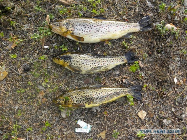 Отчет Банды маргиналов или трэш на Северах