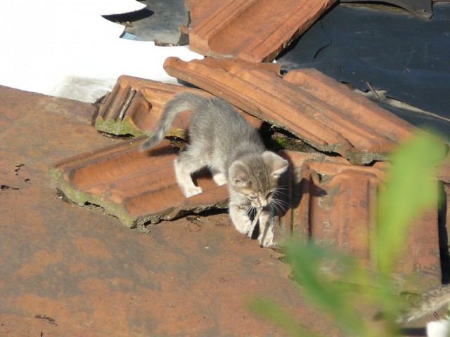 Котовторник 09.09.2014
