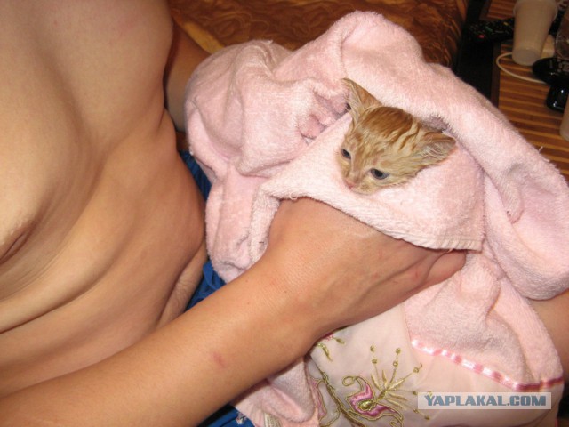 Еще одно спасение котят